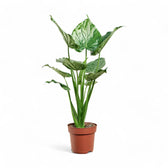 Alocasia cucullata potted houseplant in nursery pot on white background, product photo 8.