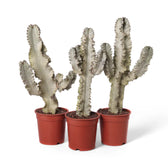 Euphorbia ingens 'Marmorata' potted houseplant in nursery pot on white background, product photo 3.