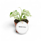 Monstera adansonii 'Frozen Freckles' potted houseplant in nursery pot on white background, product photo 4.