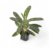 Aglaonema 'Ivy Green' – Topfpflanze im Kulturtopf vor weißem Hintergrund, Produktfoto 3.