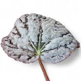 Nahaufnahme eines Blatts von Begonia rex 'Chayo' vor weißem Hintergrund.