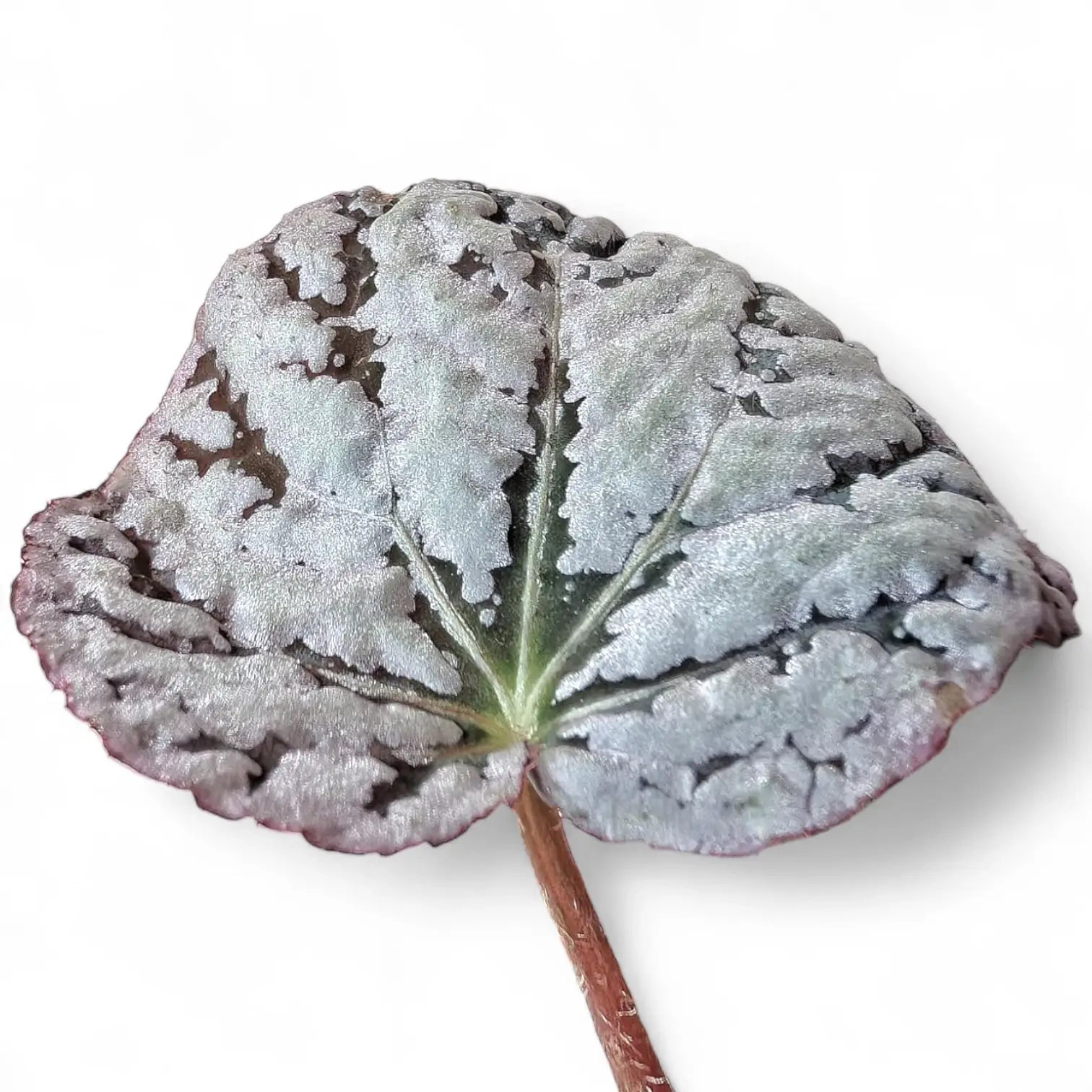 Nahaufnahme eines Blatts von Begonia rex 'Chayo' vor weißem Hintergrund.