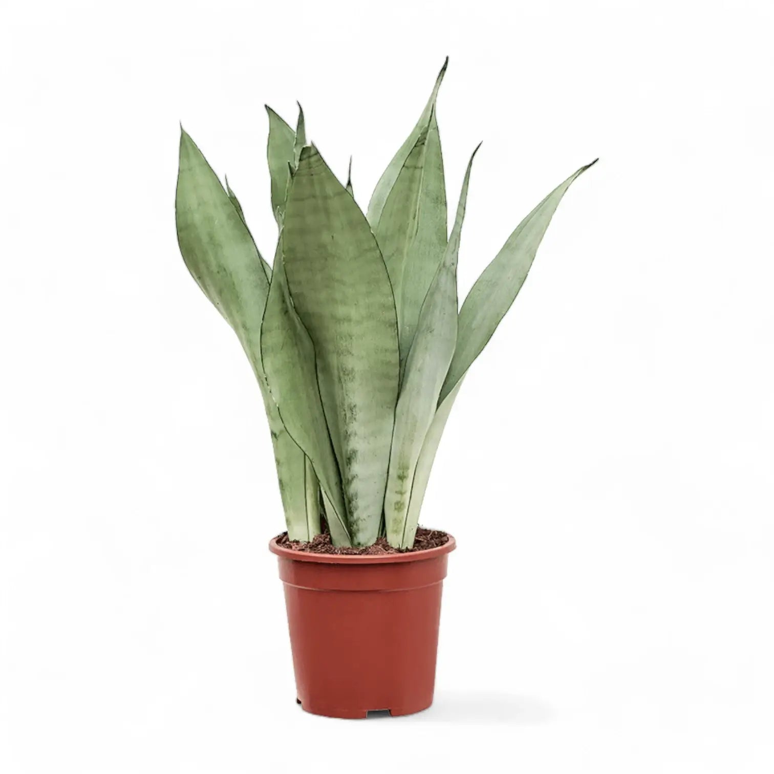 Dracaena (Sansevieria) trifasciata 'Moonshine' potted houseplant in nursery pot on white background, product photo 9.