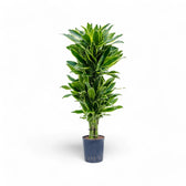 Dracaena fragrans 'Golden Coast' potted houseplant in nursery pot on white background, product photo 5.