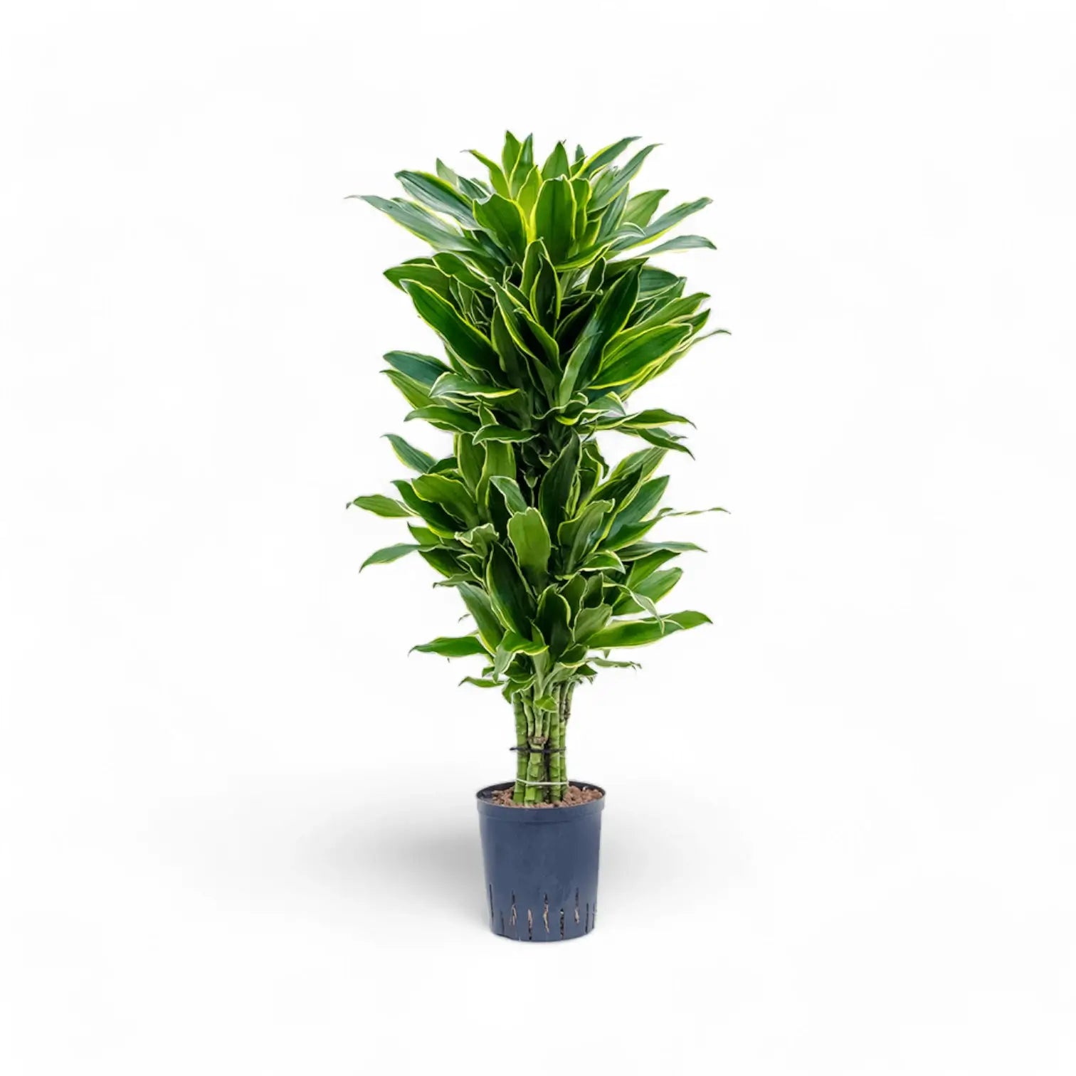 Dracaena fragrans 'Golden Coast' potted houseplant in nursery pot on white background, product photo 5.