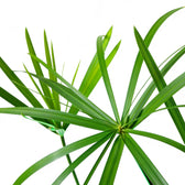 Cyperus alternifolius ‘Zumula’ (Cat Grass) leaf close-up on white background.