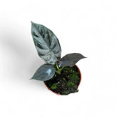 Alocasia infernalis 'Black Magic' – Topfpflanze im Kulturtopf vor weißem Hintergrund, Produktfoto 5.