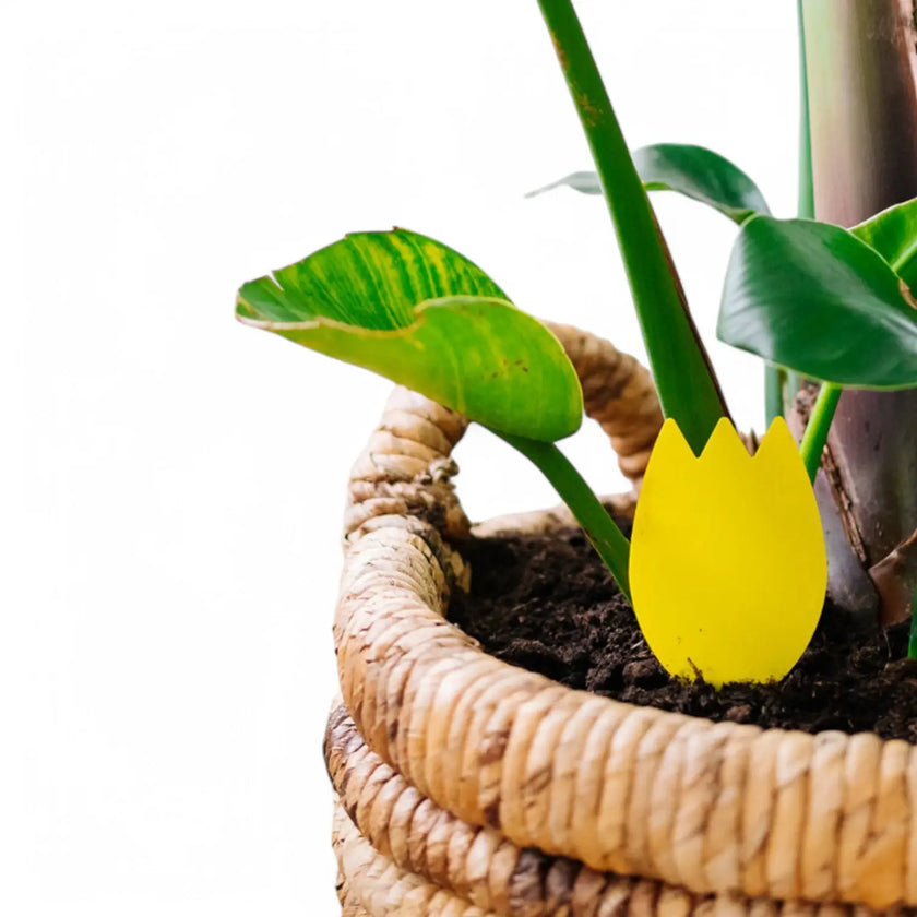 Pokon Bio Sticky Traps on white background, product photo 2.