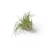 Tillandsia Air Plants