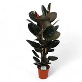 Ficus elastica 'Abidjan' potted houseplant in nursery pot on white background, product photo 11.