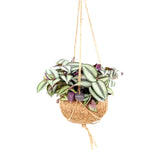 Tradescantia zebrina ‘Violet Hill’ in Kokodama potted houseplant in nursery pot on white background, product photo 4.