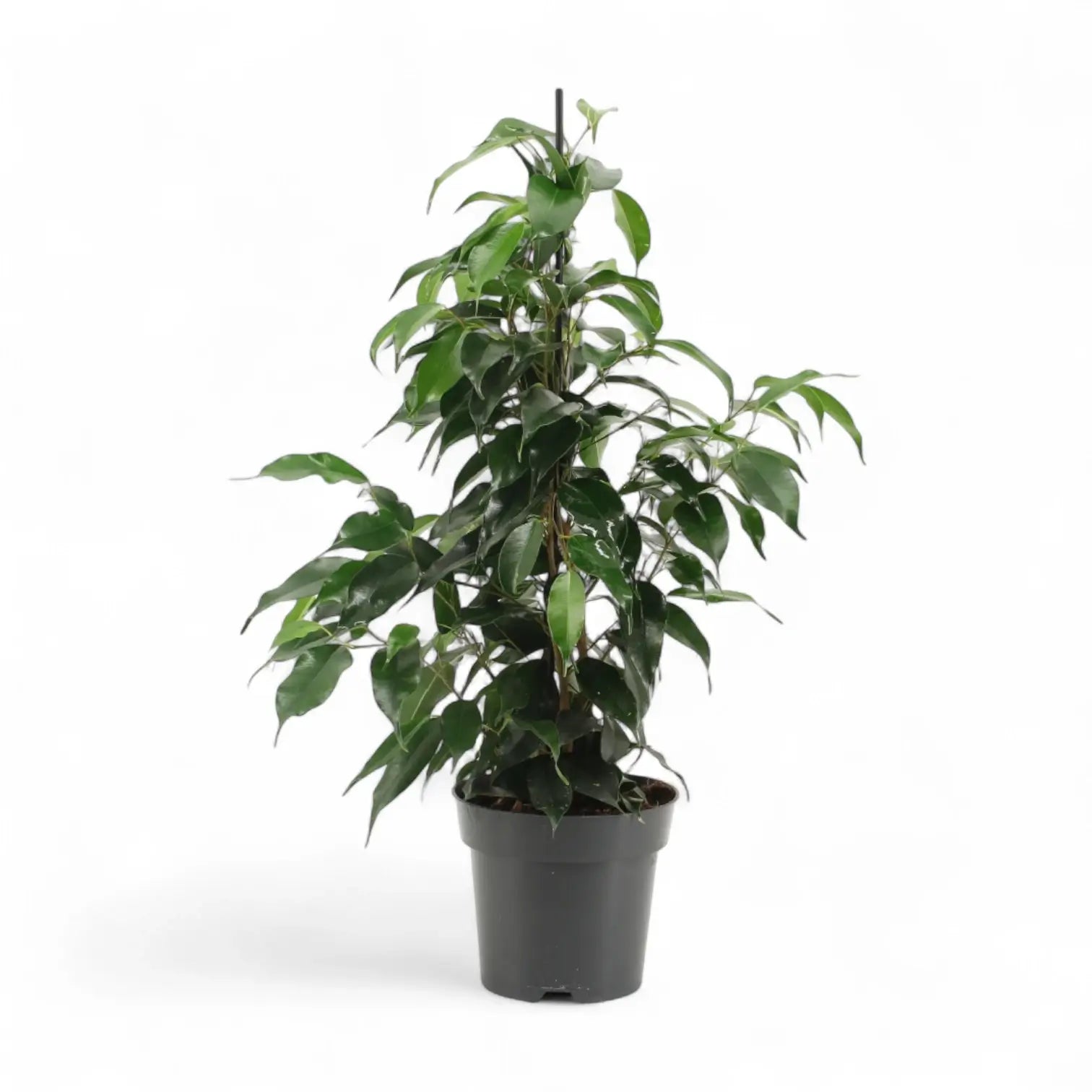 Ficus benjamina 'Danielle' potted houseplant in nursery pot on white background, product photo 5.