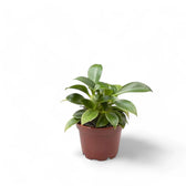 Philodendron 'Green princess' – Zimmerpflanze im Kulturtopf auf weißem Hintergrund, Produktfoto 3.