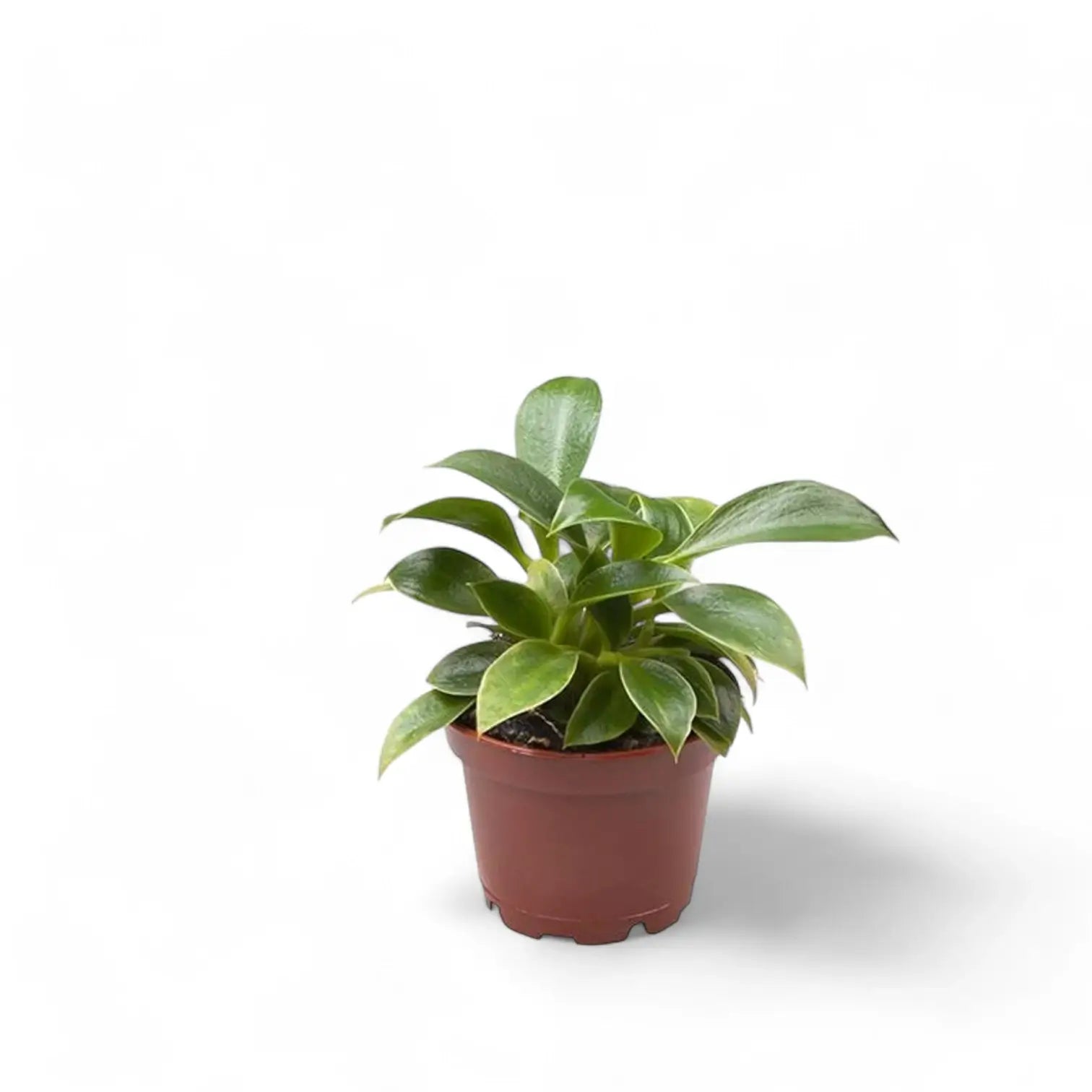 Philodendron 'Green princess' – Zimmerpflanze im Kulturtopf auf weißem Hintergrund, Produktfoto 3.