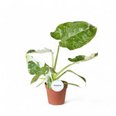 Philodendron 'Jose Buono' – Zimmerpflanze im Kulturtopf auf weißem Hintergrund, Produktfoto 10.