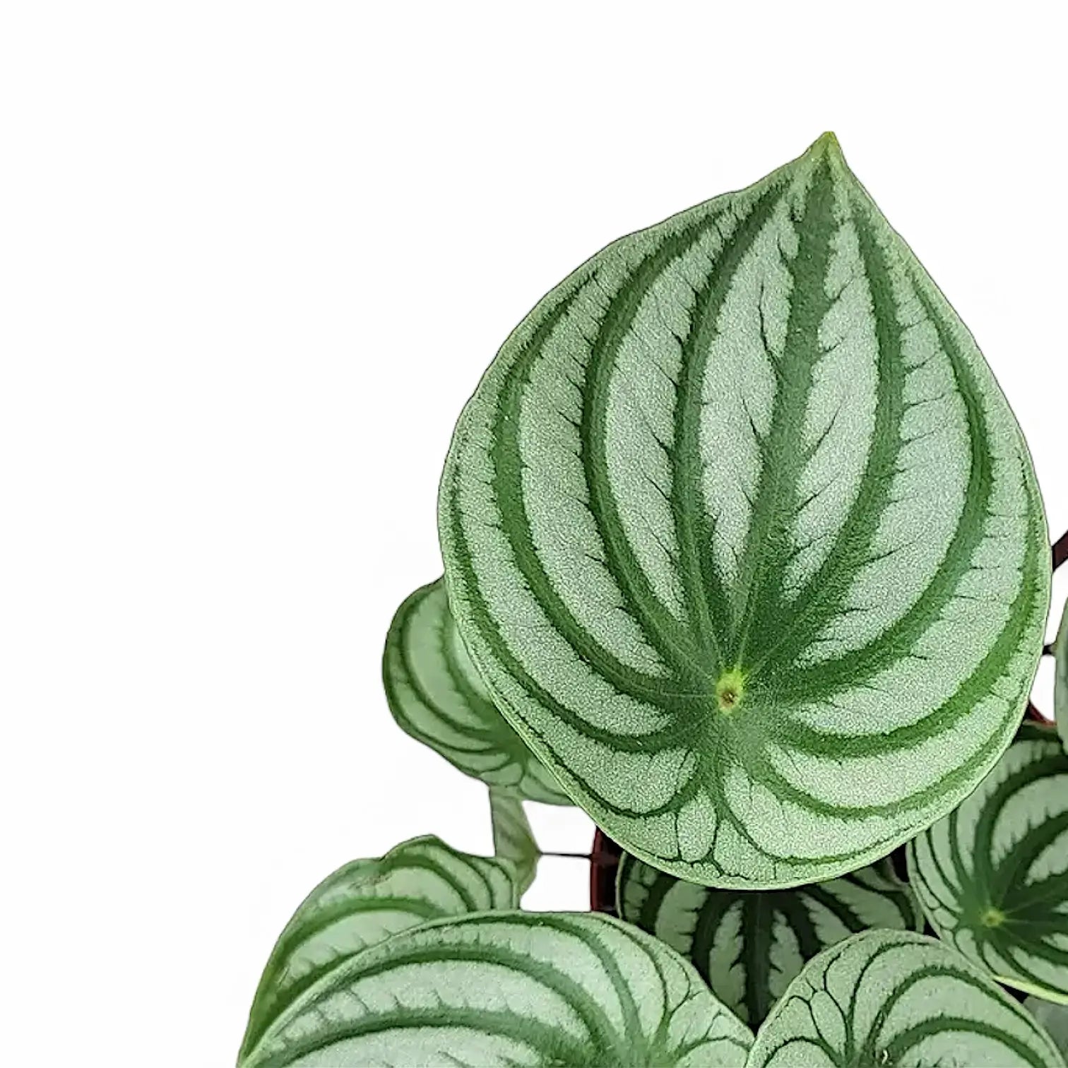 Peperomia argyreia leaf close-up on white background.