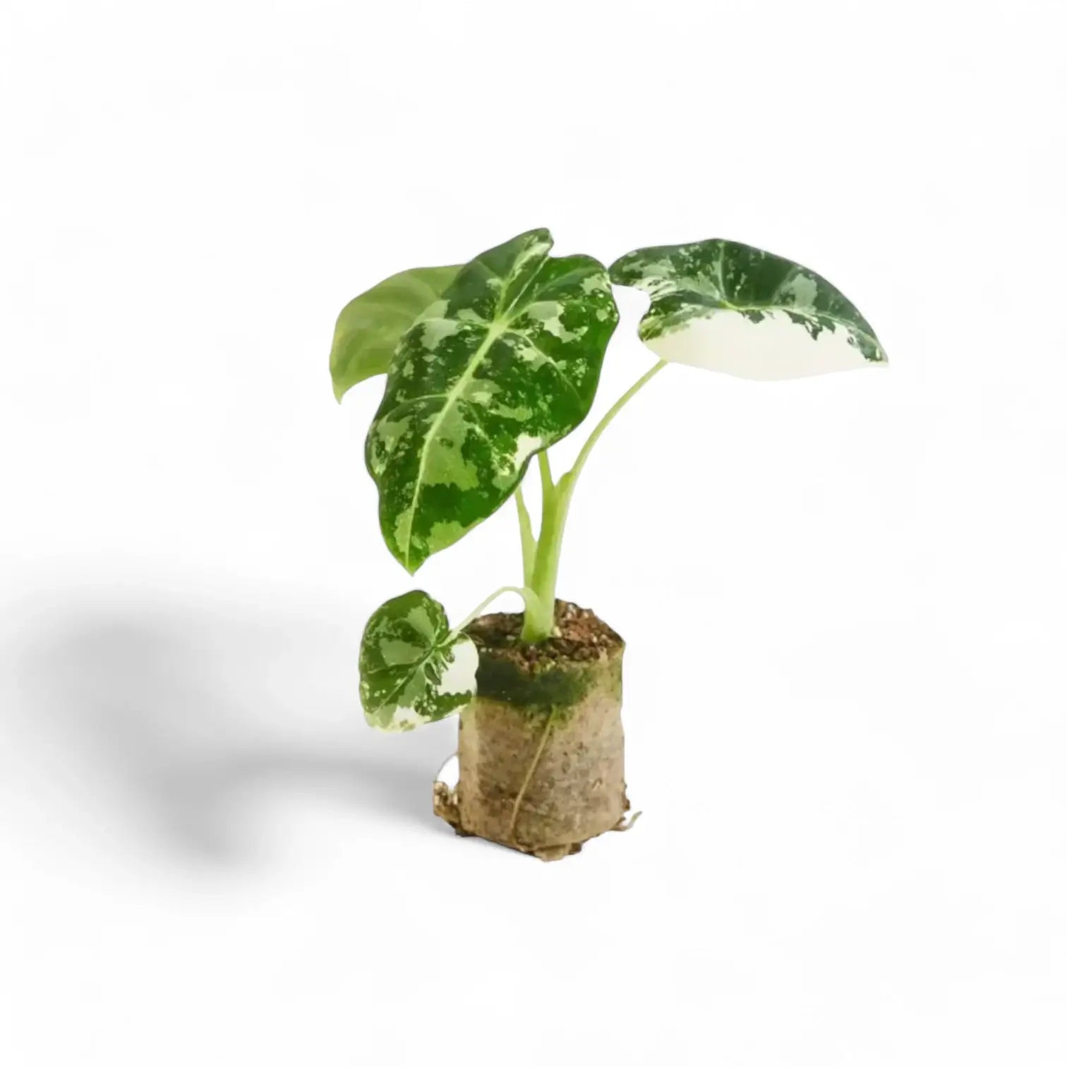 Alocasia ‘Frydek’ variegata potted houseplant in nursery pot on white background, product photo 5.