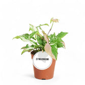 Syngonium podophyllum 'Red spot tricolor' potted houseplant in nursery pot on white background, product photo 3.