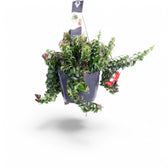 Aeschynanthus 'Swing' – Zimmerpflanze im Kulturtopf auf weißem Hintergrund, Produktfoto 2.