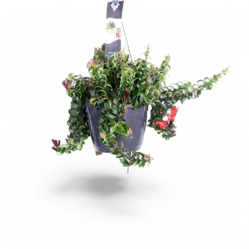 Aeschynanthus 'Swing' potted houseplant in nursery pot on white background, product photo 2.