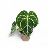 Anthurium crystallinum potted houseplant in nursery pot on white background, product photo 12.