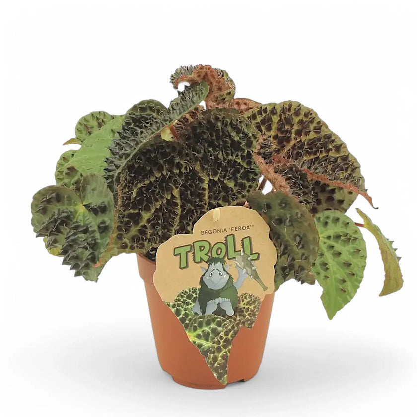 Begonia ferox potted houseplant in nursery pot on white background, product photo 2.