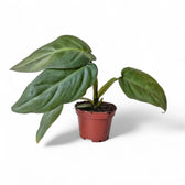 Philodendron maximum – Topfpflanze im Kulturtopf vor weißem Hintergrund, Produktfoto 2.