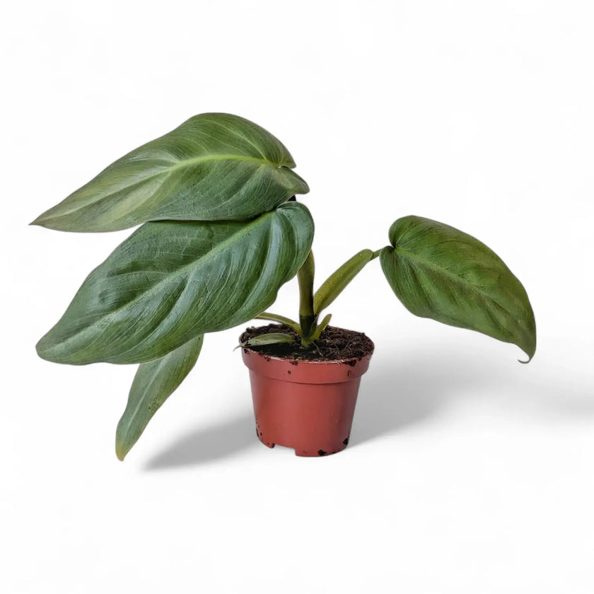 Philodendron maximum potted houseplant in nursery pot on white background, product photo 2.