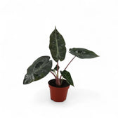 Alocasia 'Pink Dragon' ('Aurora') – Zimmerpflanze im Kulturtopf auf weißem Hintergrund, Produktfoto 5.