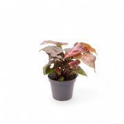 Syngonium podophyllum 'Maria Allusion' potted houseplant in nursery pot on white background, product photo 2.