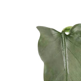 Philodendron hastatum 'Silver queen' ('Silver Sword') leaf close-up on white background.