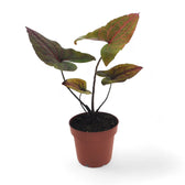 Cyrtosperma johnstonii – Topfpflanze im Kulturtopf vor weißem Hintergrund, Produktfoto 2.