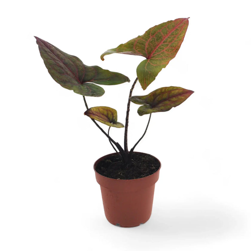 Cyrtosperma johnstonii potted houseplant in nursery pot on white background, product photo 2.