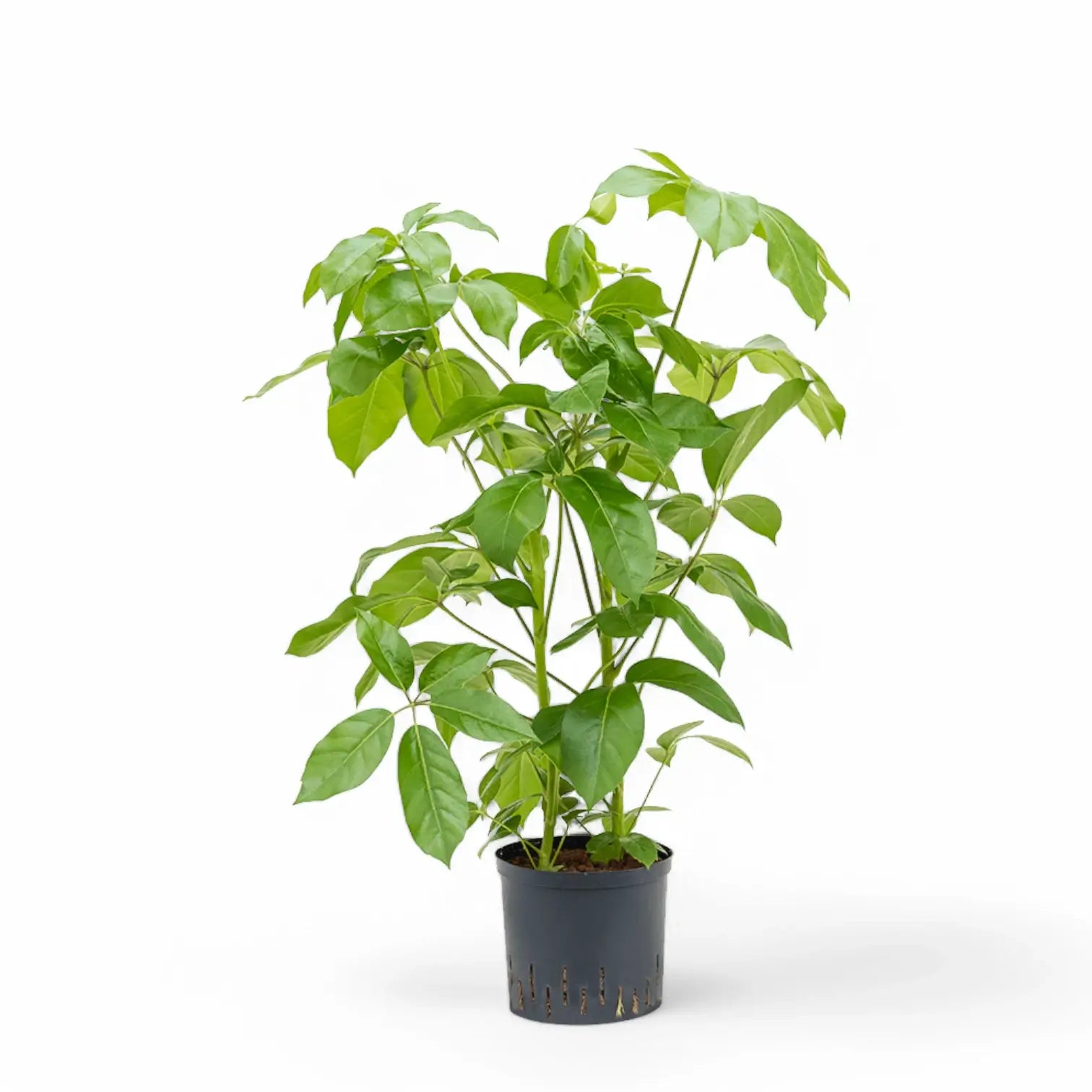 Heptapleurum (Schefflera) actinophyllum 'Amate' potted houseplant in nursery pot on white background, product photo 7.