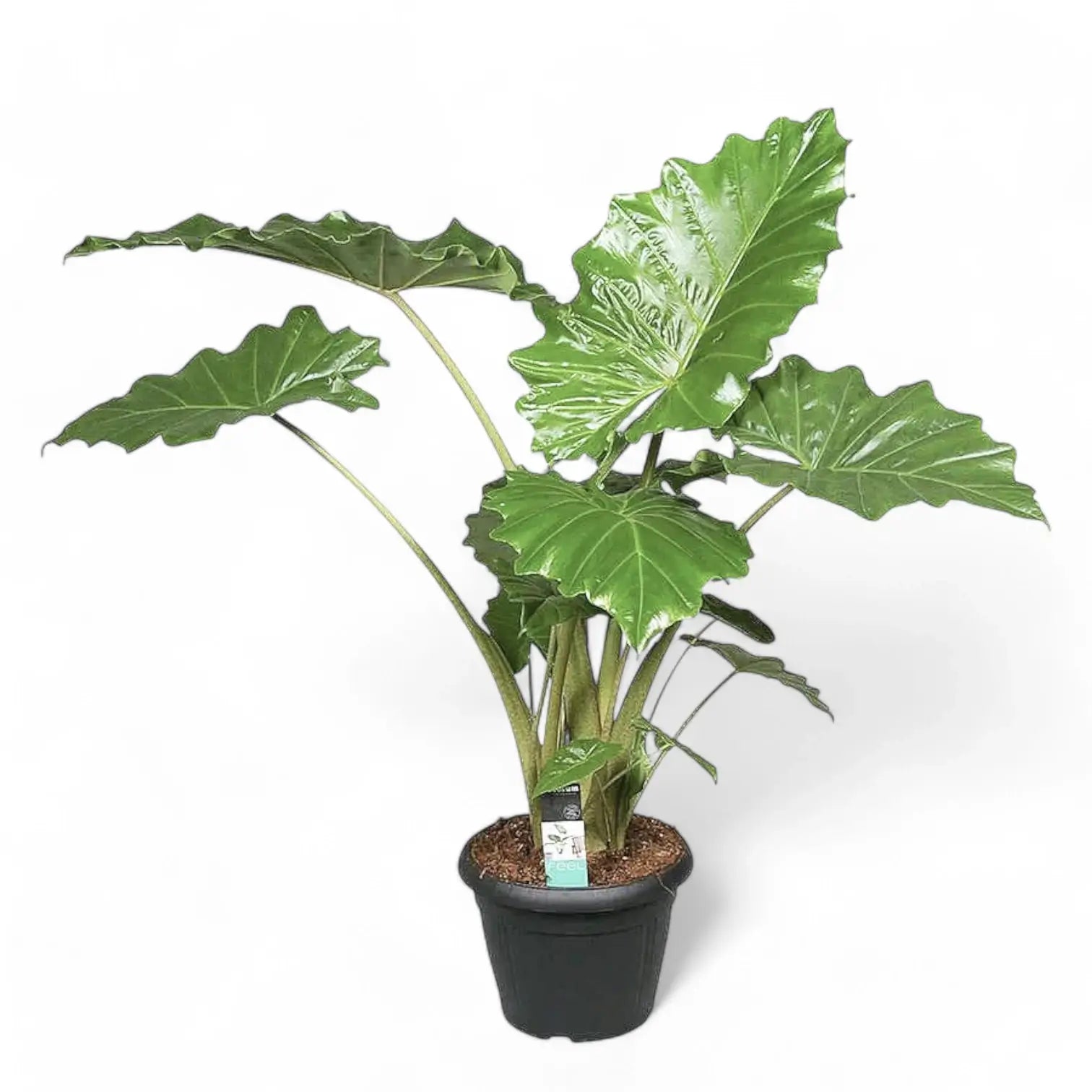 Alocasia macrorrhizos – Topfpflanze im Kulturtopf vor weißem Hintergrund, Produktfoto 7.