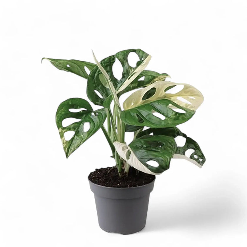 Monstera adansonii variegata potted houseplant in nursery pot on white background, product photo 2.