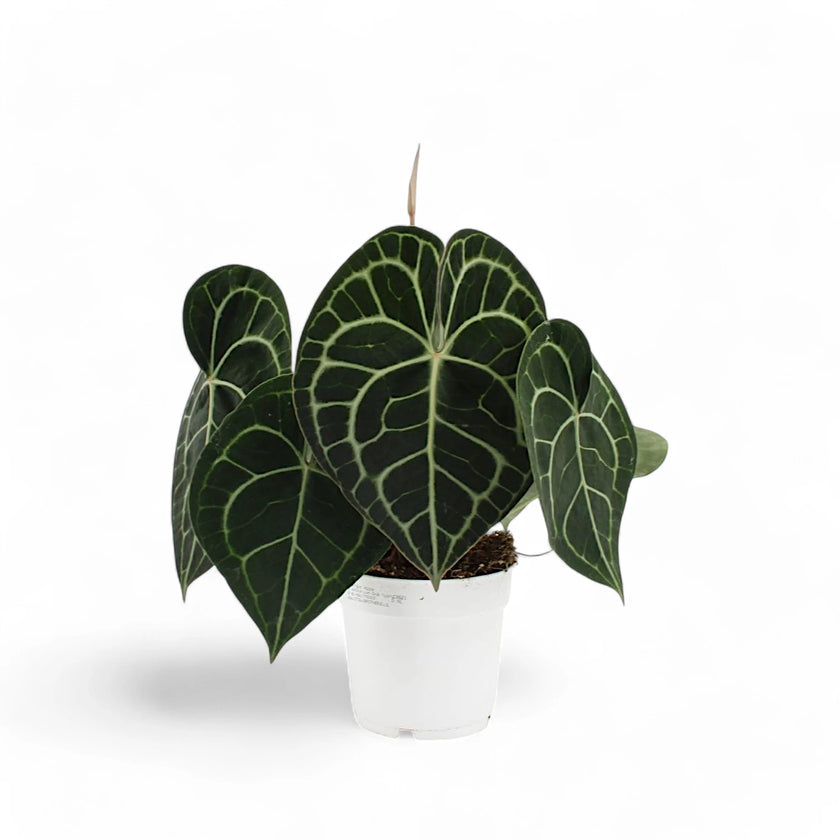 Anthurium clarinervium potted houseplant in nursery pot on white background, product photo 3.