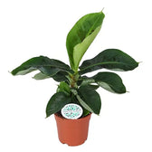 Musa acuminata 'Dwarf Cavendish' potted houseplant in nursery pot on white background, product photo 4.