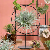 Tillandsia ionantha – With Plant Display Stand potted houseplant in nursery pot on white background, product photo 2.