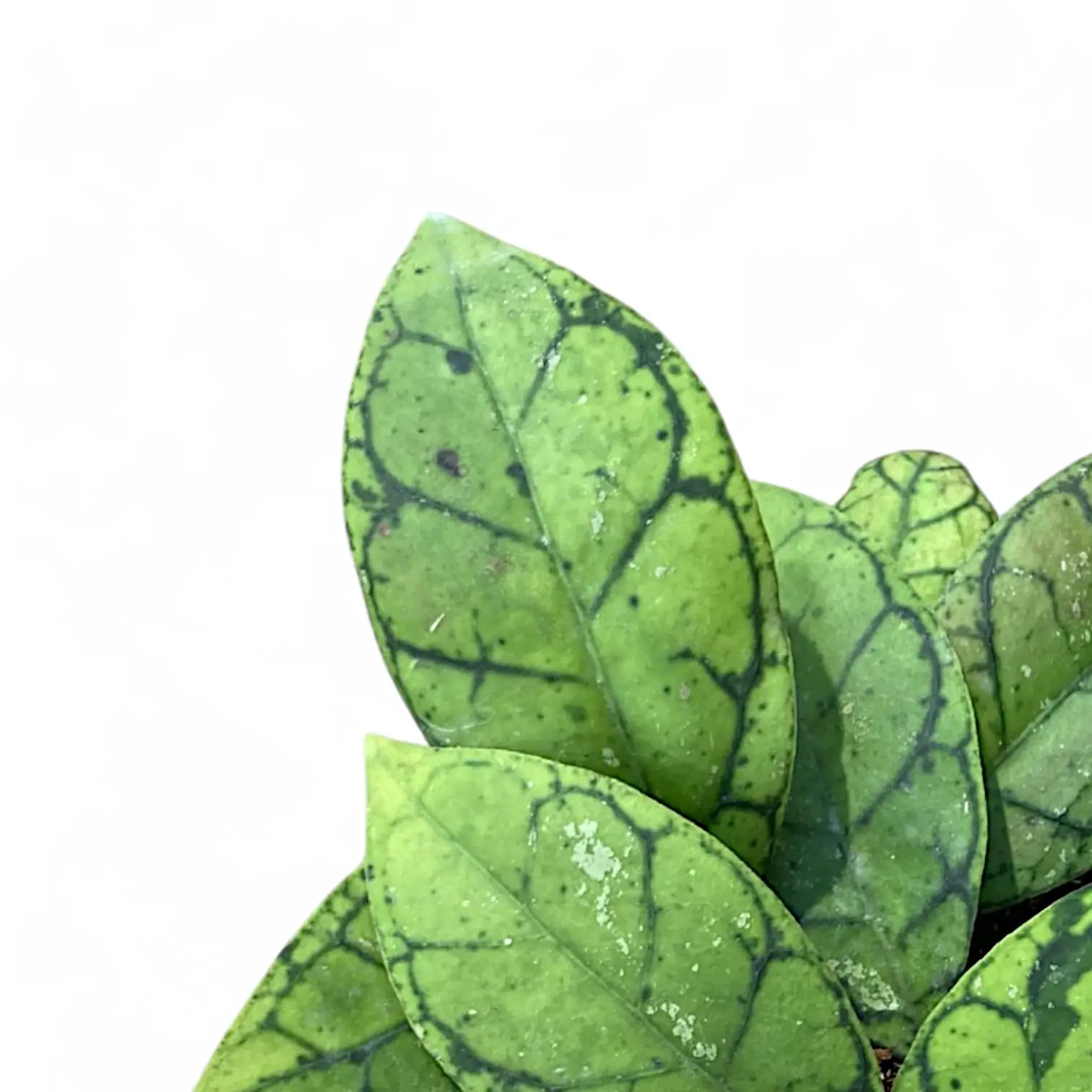 Hoya callistophylla leaf close-up on white background.