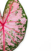 Nahaufnahme eines Blatts von Caladium 'Pink Beauty' vor weißem Hintergrund.