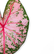 Nahaufnahme eines Blatts von Caladium 'Pink Beauty' vor weißem Hintergrund.