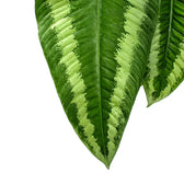 Nahaufnahme eines Blatts von Schismatoglottis wallichii vor weißem Hintergrund.