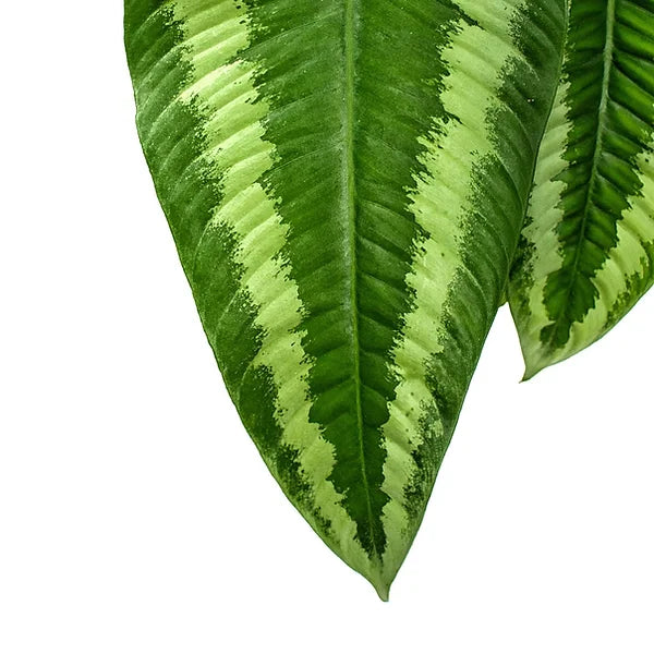 Schismatoglottis wallichii leaf close-up on white background.