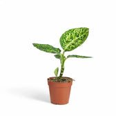 Dieffenbachia seguine 'Reflector' potted houseplant in nursery pot on white background, product photo 6.