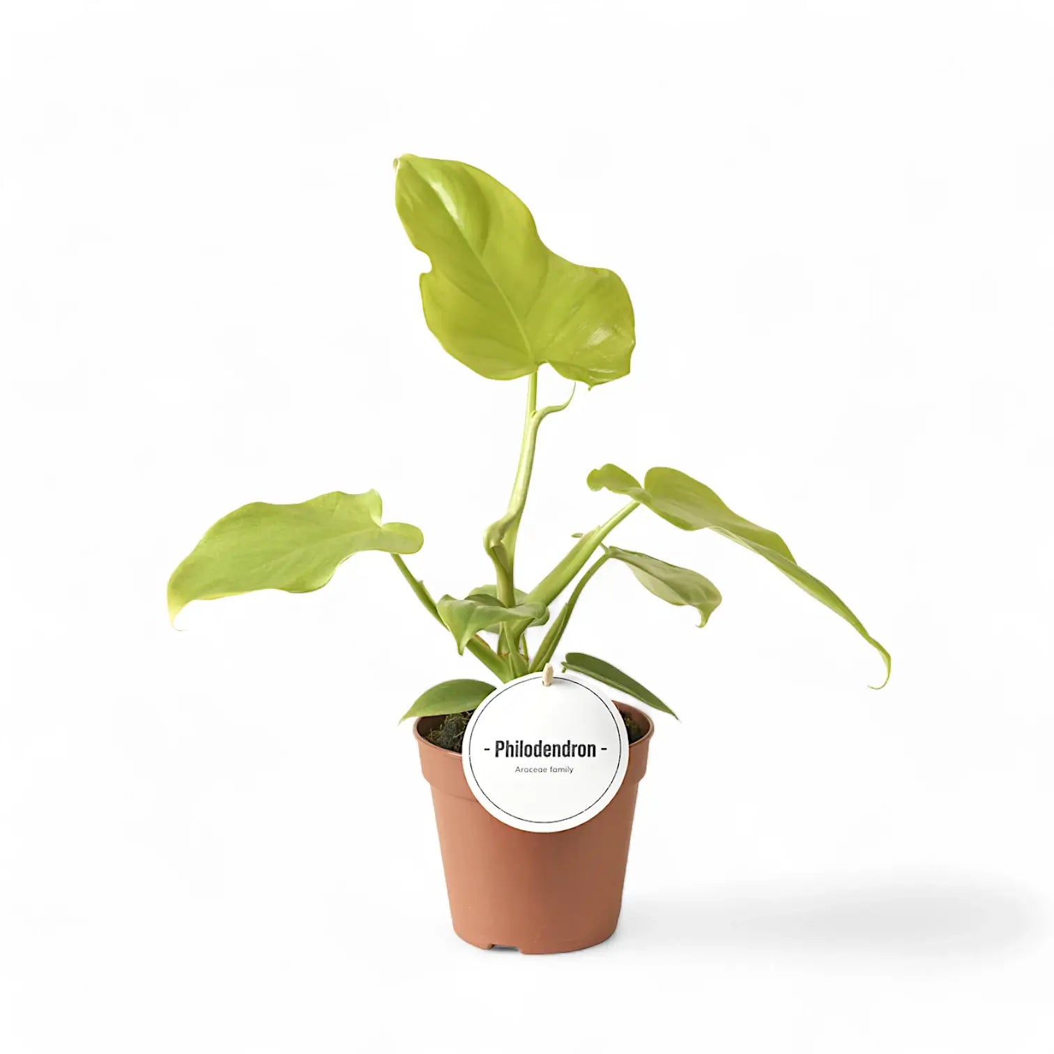 Philodendron bipennifolium 'Golden violin' potted houseplant in nursery pot on white background, product photo 6.