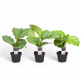 Goeppertia (Calathea) orbifolia potted houseplant in nursery pot on white background, product photo 6.