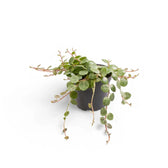 Peperomia prostrata – Zimmerpflanze im Kulturtopf auf weißem Hintergrund, Produktfoto 2.