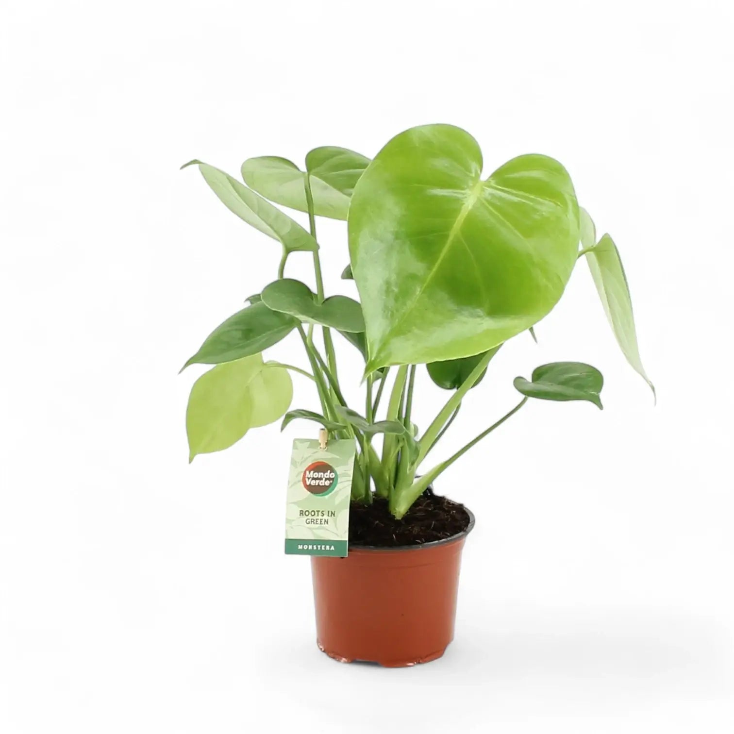 Monstera deliciosa – Zimmerpflanze im Kulturtopf auf weißem Hintergrund, Produktfoto 7.