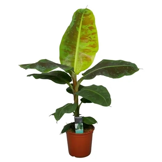 Musa acuminata 'Dwarf Cavendish' potted houseplant in nursery pot on white background, product photo 5.
